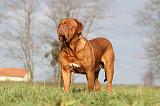 DOGUE DE BORDEAUX 148